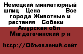 Немецкий миниатюрный шпиц › Цена ­ 60 000 - Все города Животные и растения » Собаки   . Амурская обл.,Магдагачинский р-н